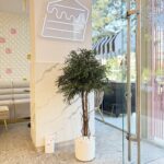 Arbore – Eucalipt Nicoly cu coronament 1.3 m