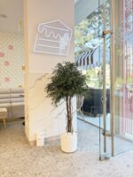 Arbore – Eucalipt Nicoly cu coronament 1.3 m