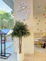 Arbore – Eucalipt Nicoly cu coronament 1.3 m - imagine 3