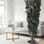 Arbore Slim Eucalipt Populus 1,3 m