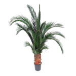 Palmier natural stabilizat - H 2m