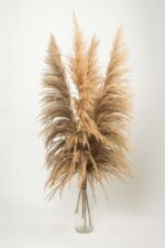 Pampas tip salcie natur – 115 cm