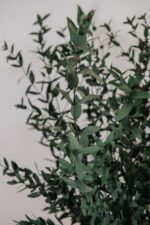 Eucalipt natural stabilizat, în ghiveci – Parvifolia 70 cm