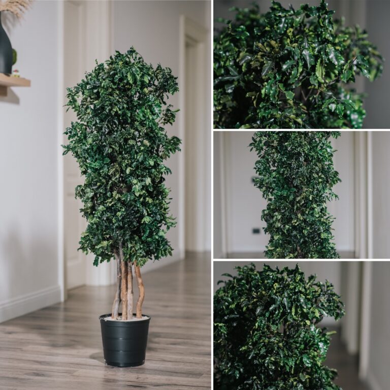 Arbore decorativ pentru interior - Pitosporum stabilizat, 1,8m