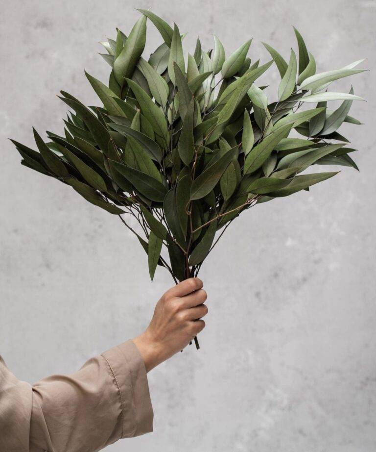 Buchet eucalipt Salcie stabilizat - 60 cm