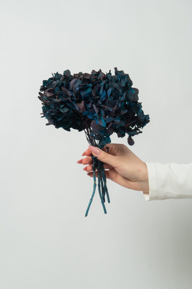 Hortensie stabilizată - mixed color