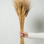 Spice grâu uscate pentru decor – buchet natural