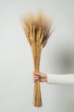 Spice grâu uscate pentru decor – buchet natural