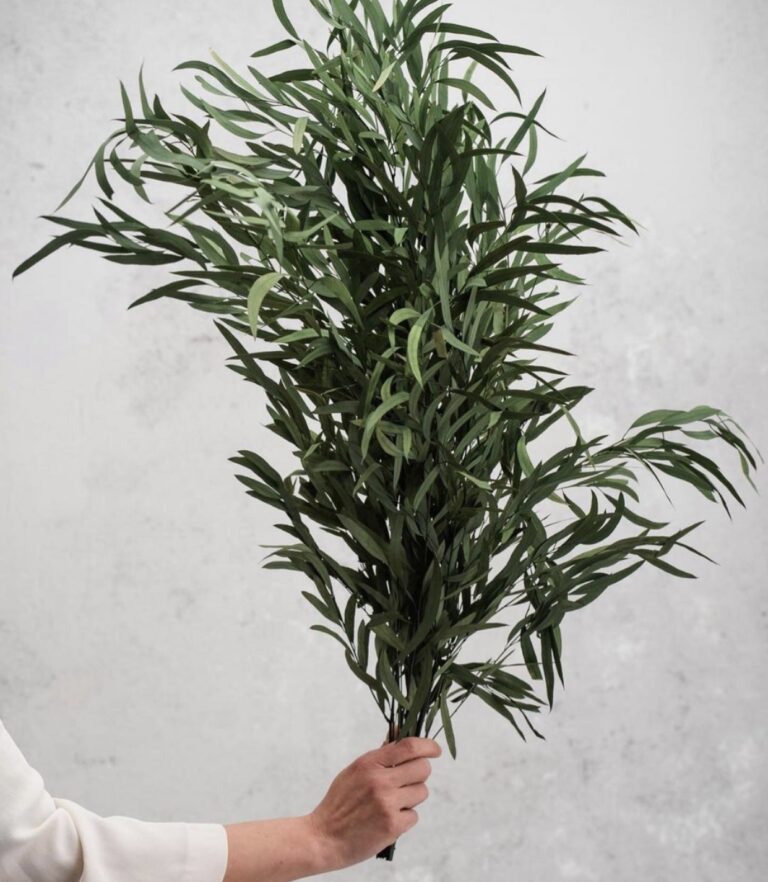 Eucalipt stabilizat Nicoly