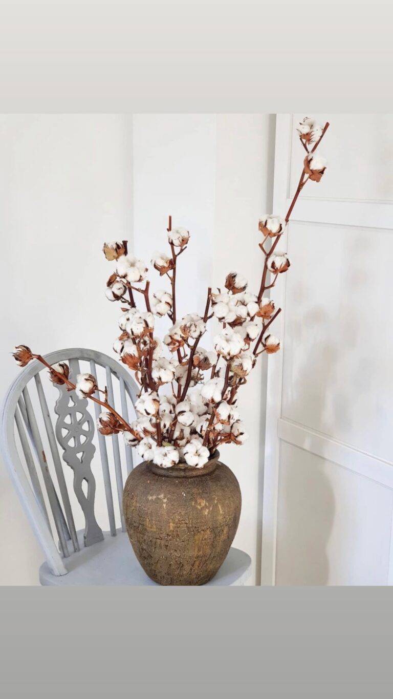 Flori de bumbac natural uscate