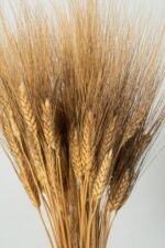 Spice grâu uscate pentru decor – buchet natural