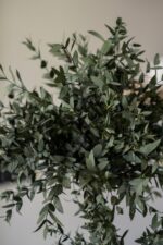 Arbore eucalipt parvifolia stabilizat cu 5 sfere