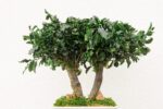 Bonsai natural stabilizat Pitosporum - H25 cm
