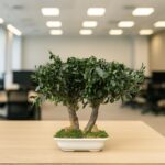 Bonsai Pitosporum Natural Stabilizat 25 cm