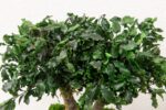 Bonsai Pitosporum Natural Stabilizat 25 cm - imagine 2