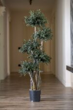 Arbore eucalipt parvifolia stabilizat cu 5 sfere - imagine 2