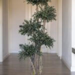 Arbore eucalipt parvifolia stabilizat cu 5 sfere