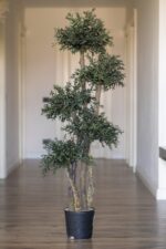 Arbore eucalipt parvifolia stabilizat cu 5 sfere