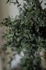 Arbore eucalipt parvifolia stabilizat cu 5 sfere - imagine 3