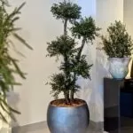 Arbori naturali stabilizați