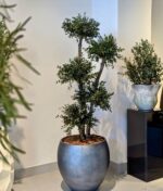 Arbore eucalipt parvifolia stabilizat cu 5 sfere