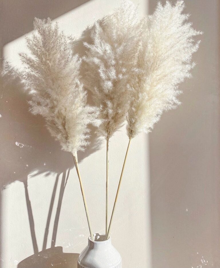 Pampas natural pufos premium – 115 cm