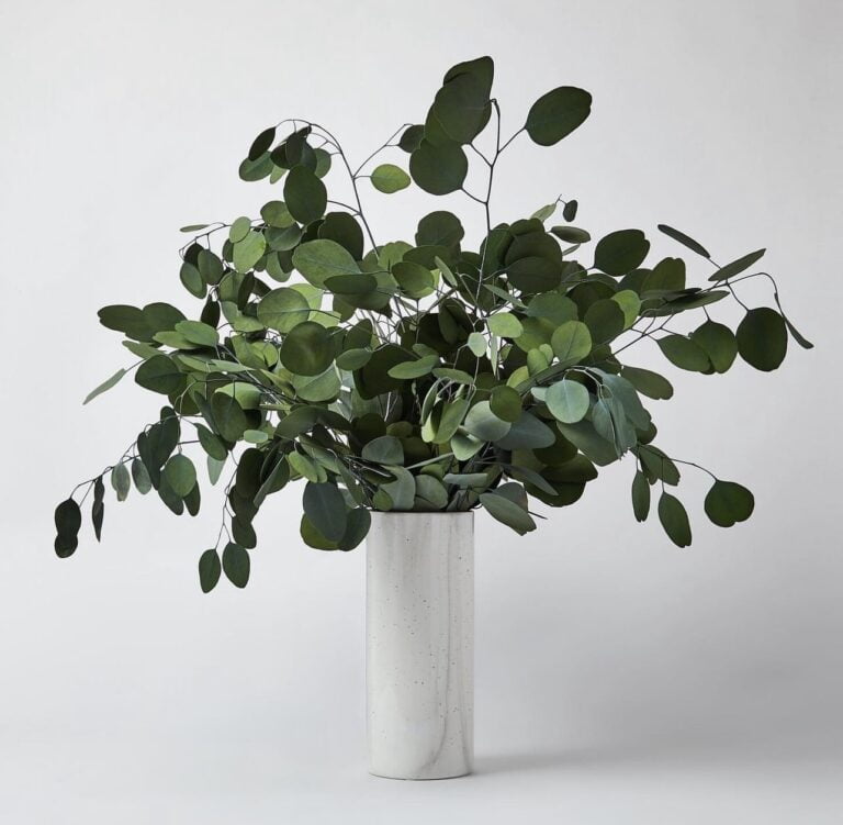 Buchet Eucalipt Populus, stabilizat - 75 cm