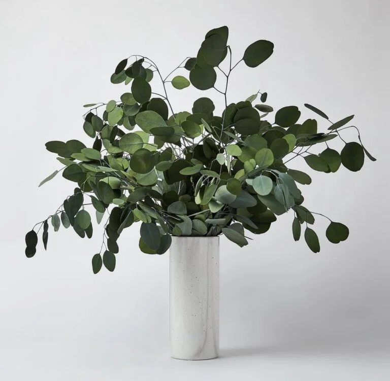 Buchet Eucalipt Populus, stabilizat - 75 cm