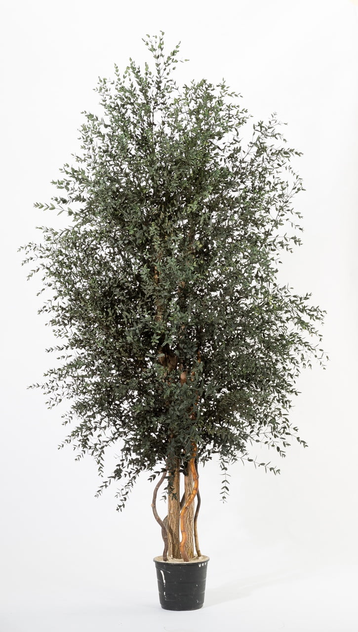 Arbore decorativ de interior – Eucalipt Parvifolia stabilizat 1,8 m