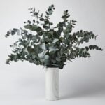 Buchet Eucalipt Cinerea verde, stabilizat - 70 cm