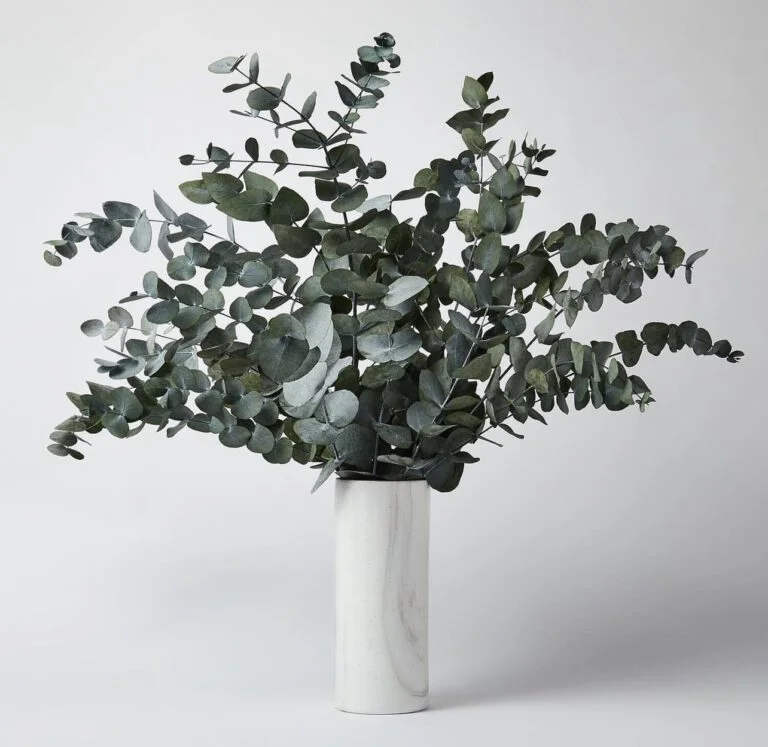 Buchet Eucalipt Cinerea verde, stabilizat - 70 cm