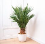 Palmier natural stabilizat, 1 m– Arbore ornamental de interior