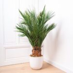 Palmier natural stabilizat, 1 m– Arbore ornamental de interior