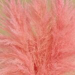 Pampas tip salcie roz – 115 cm - imagine 3