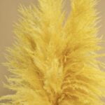 Pampas tip salcie galben - imagine 2