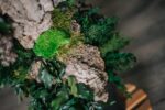 Arbore ornamental de interior Forest Premium 1 m – Arbore natural stabilizat