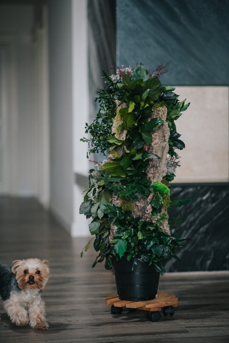 Arbore Premium Forest 1 m