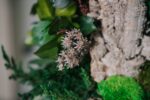 Arbore ornamental de interior Forest Premium 1 m – Arbore natural stabilizat - imagine 6