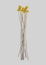 Craspedia uscată galbenă – Buchet de 10 fire, 30 cm