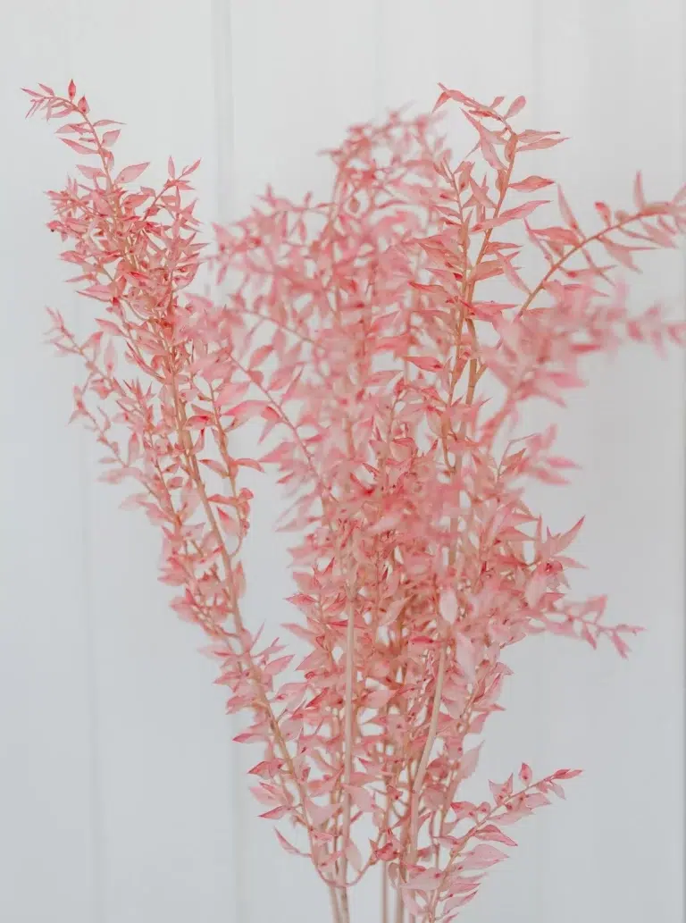 Ruscus roz stabilizat – Buchet de 10 fire, 45-50 cm