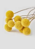 Craspedia uscată galbenă – Buchet de 10 fire, 30 cm