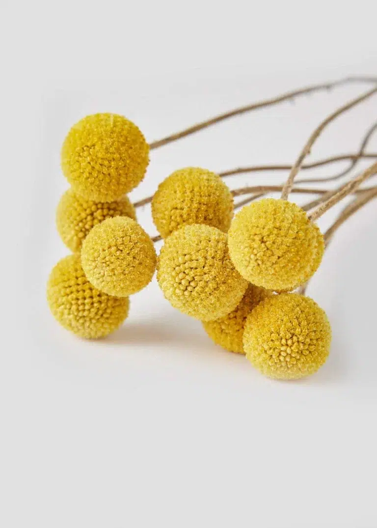 Craspedia uscată galbenă – Buchet de 10 fire, 30 cm