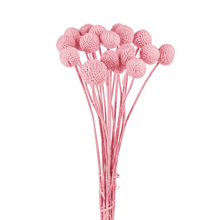 Craspedia uscată roz pudră – buchet decorativ