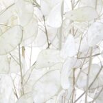 Lunaria uscată - imagine 3