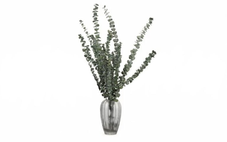 Buchet eucalipt Baby stabilizat - 70 cm