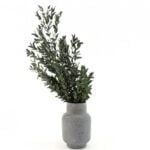 Eucalipt Parvifolia stabilizat