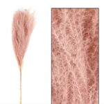 Pampas natural uscat 75 cm - Mini Miscanthus Old Pink