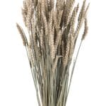 Spice de grâu uscate 65 cm