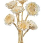 Protea Margareta albă - set 7 fire