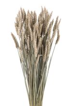 Spice de grâu uscate 65 cm